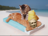 cicero cat.png