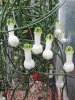 Ceropegia ampliata, Bushman's Pipe,, Parachute Flower, Lantern Flower, climbing vine.jpg