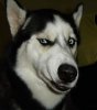 Funny-Dog-faces-27.jpg