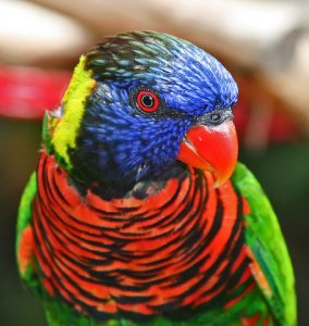 lorikeet-740x780.jpg