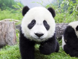 PandaVadimovna1