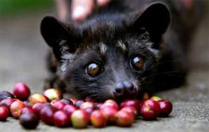 kajuga