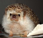 DomoOrc