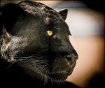 Panther